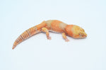 Amelanistic African Fat Tail Gecko