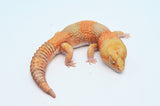 Amelanistic African Fat Tail Gecko