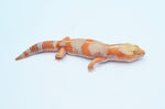 Tangerine Amelanistic African Fat Tail Gecko