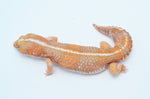 Striped Amelanistic African Fat Tail Gecko