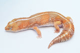 Striped Amelanistic African Fat Tail Gecko