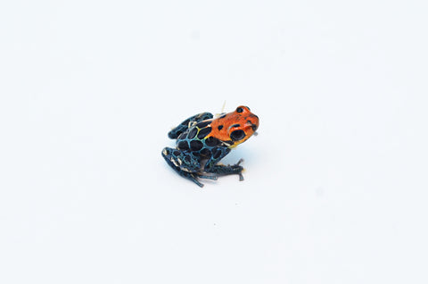 Amazonian Poison Dart Frog