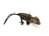 Axanthic Dalmatian Crested Gecko