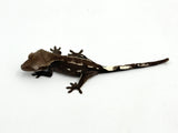 Axanthic Dalmatian Crested Gecko