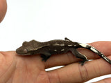 Axanthic Dalmatian Crested Gecko