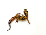 Mandarin Zorro Bold/Bandit Leopard Gecko