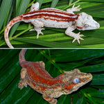 Red Striped Gargoyle Gecko (Dracula offspring)