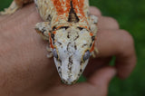 Bozo offspring Gargoyle Gecko