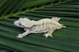 Extreme Harlequin Crested Gecko