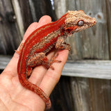 Red Striped Gargoyle Gecko (Pennywise offspring)