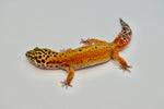 Tangerine Clown het Tremper Leopard Gecko