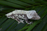 Black and White Harlequin Pinstripe Crested Gecko "Oreo"