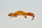 Tangerine Leopard Gecko