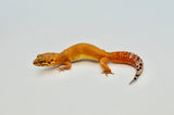 Tangerine Leopard Gecko