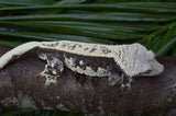 CLEAN Whitewall Pinstripe Crested Gecko