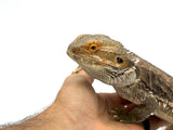 Adult Male Bearded Dragon