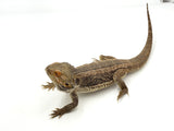 Adult Male Bearded Dragon