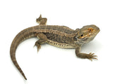 Adult Male Bearded Dragon
