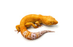 Blood Bell Sunglow Leopard Gecko