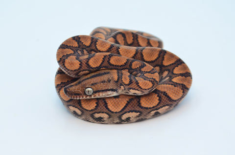 Baby Brazilian Rainbow Boa