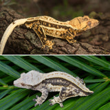 Tricolor Harlequin Pinstripe Crested Gecko
