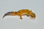 Clown het Tremper Leopard Gecko