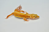 Stripe Tangerine Leopard Gecko