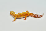 Stripe Tangerine Leopard Gecko