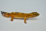 Clown het Tremper Leopard Gecko