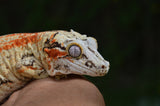 Bozo offspring Gargoyle Gecko