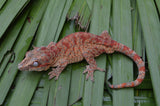 Orange Super Blotched Gargoyle Gecko