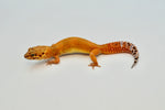 Tangerine Leopard Gecko