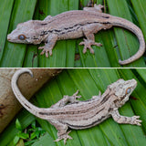 Pink Striped Gargoyle Gecko (Kirby offspring)