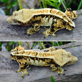 Tricolor Pinstripe Crested Gecko
