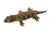 GTX Giant Gecko