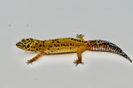 Firebold (Het Tremper) Leopard Gecko