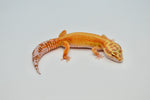 Bold Stripe Tangerine Leopard Gecko