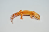 Bold Stripe Tangerine Leopard Gecko