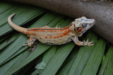 Bozo offspring Gargoyle Gecko
