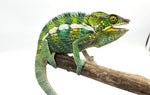 Juvenile Panther Chameleon Special