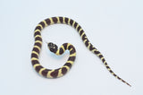 Hypo California Kingsnake