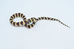 Hypo California Kingsnake