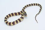 Hypo California Kingsnake