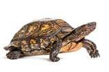 Ornate Wood Turtle