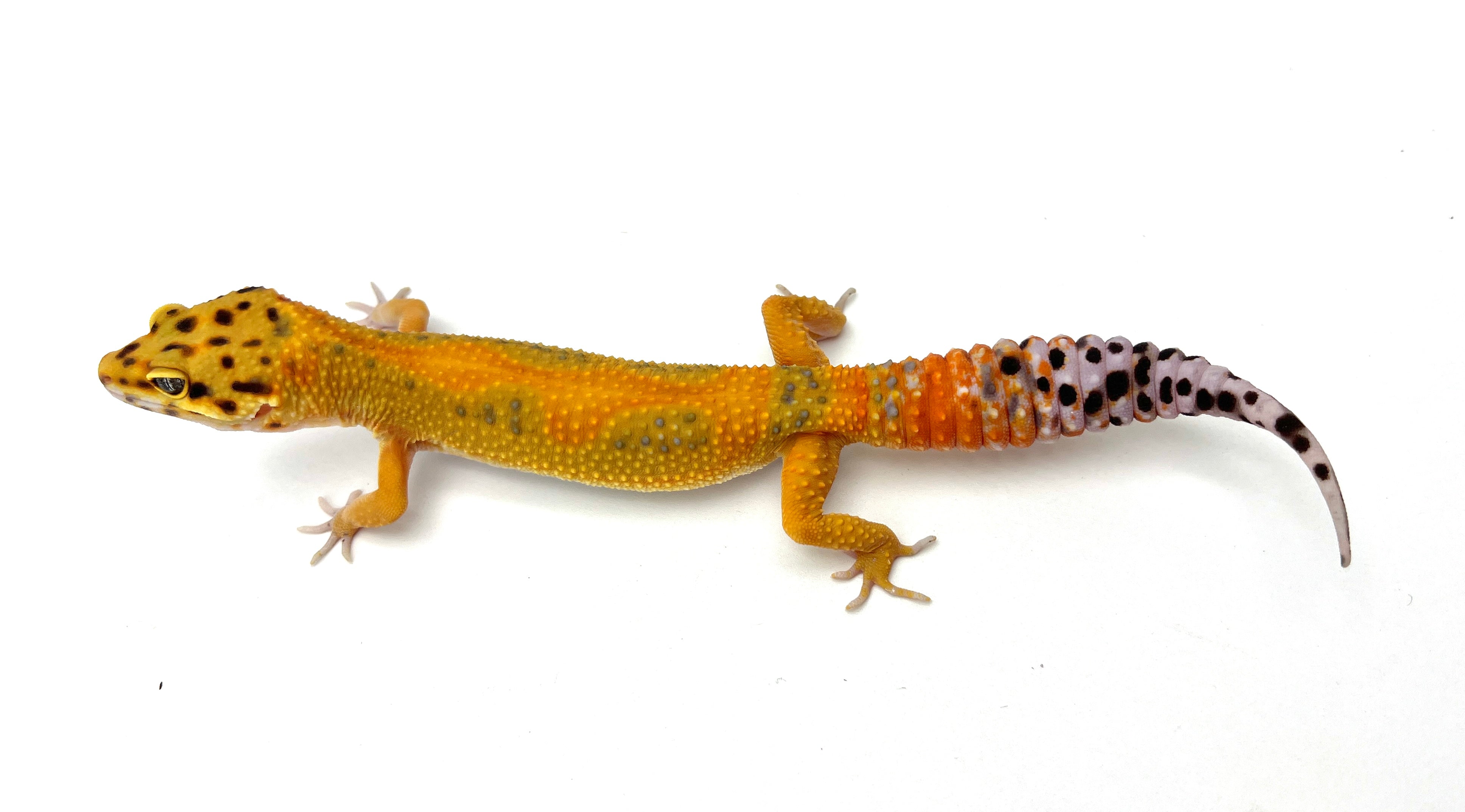 その他 Leopard Geckos Clown Leopard Gecko for sale – TikisGeckos