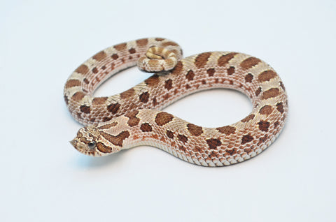 Conda 66% Het Albino, Lavender & Sable Western Hognose Snake