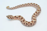 Conda 66% Het Albino, Lavender & Sable Western Hognose Snake