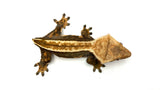 Pinstripe Crested Gecko (Pos het EB)