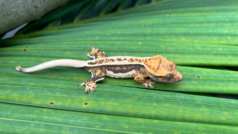 PERFECT Whitewall Quadstripe Crested Gecko