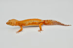 Red Diamond line Tangerine Tremper Leopard Gecko (PET ONLY)